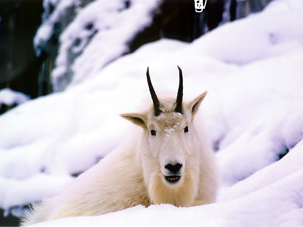 SKS-WP-MGoat copia